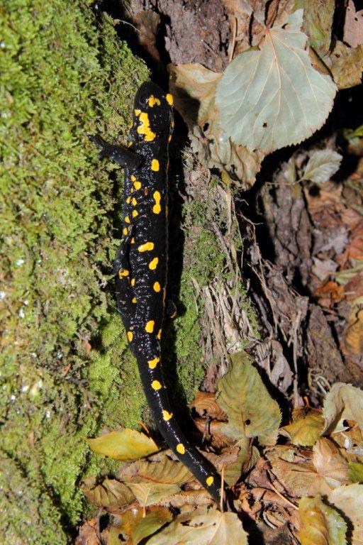 Salamandra dicembrina altoatesina!